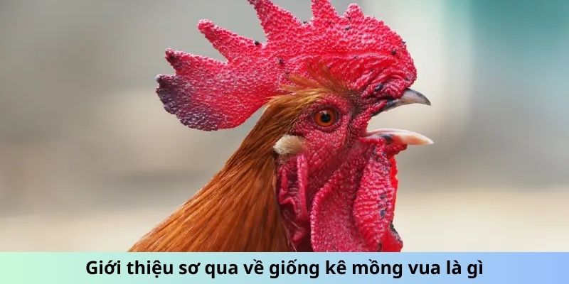 Gà Mồng Vua - Huyền Thoại Đấu Trường Và Sức Mạnh Vô Song 4 Giới thiệu sơ qua về giống kê Mồng Vua là gì?